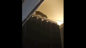 Foto: Reprodução/X