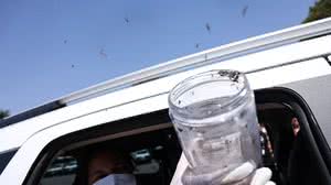 Saúde libera mosquitos estéreis para frear reprodução do Aedes - Marcelo Camargo / Agência Brasil