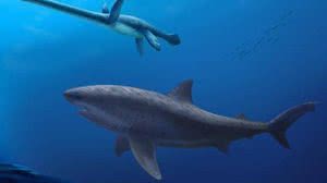 Polyanna von Knorring/Museu de História Natural da Suécia