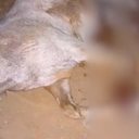 Tutor que cortou 4 patas de cavalo é condenado a 11 meses de prisão em SP - Reprodução / Redes sociais