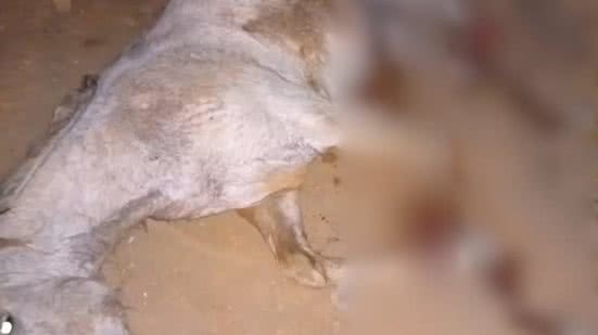 Tutor que cortou 4 patas de cavalo é condenado a 11 meses de prisão em SP - Reprodução / Redes sociais