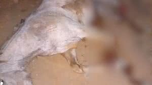 Tutor que cortou 4 patas de cavalo é condenado a 11 meses de prisão em SP - Reprodução / Redes sociais