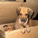 Foto: Reprodução/PC-AL