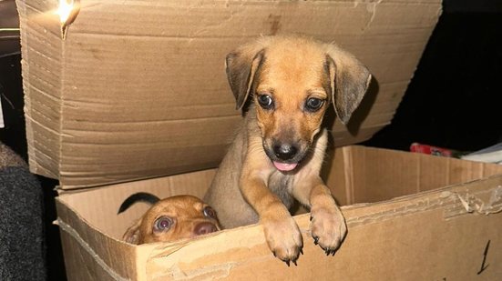 Foto: Reprodução/PC-AL