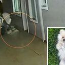 Cachorro é levado por vento durante passagem de tornado no Paraná, mas tutora consegue resgatá-lo - Reprodução / Caroline Tramontin