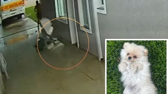 Cachorro é levado por vento durante passagem de tornado no Paraná, mas tutora consegue resgatá-lo - Reprodução / Caroline Tramontin