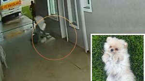 Cachorro é levado por vento durante passagem de tornado no Paraná, mas tutora consegue resgatá-lo - Reprodução / Caroline Tramontin