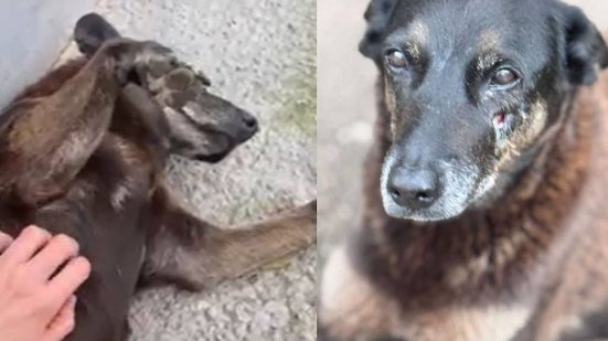 Quatro adolescentes são suspeitos do ataque a pauladas contra o animal, que precisou passar por eutanásia devido à gravidade dos ferimentos - Reprodução / NDTV