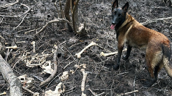 As buscas contaram com o auxílio da cadela Hope, do Corpo de Bombeiros. - Foto: Cortesia ao TNH1