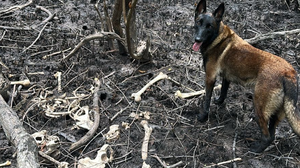 As buscas contaram com o auxílio da cadela Hope, do Corpo de Bombeiros. - Foto: Cortesia ao TNH1