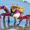 O período do defeso é essencial para garantir a preservação do caranguejo-uçá - Foto: Agência Alagoas