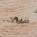 Cavalos ficam ilhados no Rio São Francisco após enchente e são resgatados por moradores - Reprodução / Redes sociais