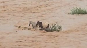 Cavalos ficam ilhados no Rio São Francisco após enchente e são resgatados por moradores - Reprodução / Redes sociais