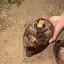 Foto: Cortesia ao TNH1