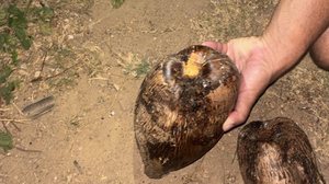 Foto: Cortesia ao TNH1