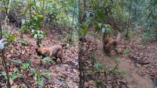 Divulgação/Bombeiros