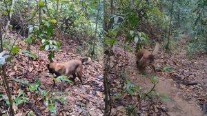 Divulgação/Bombeiros