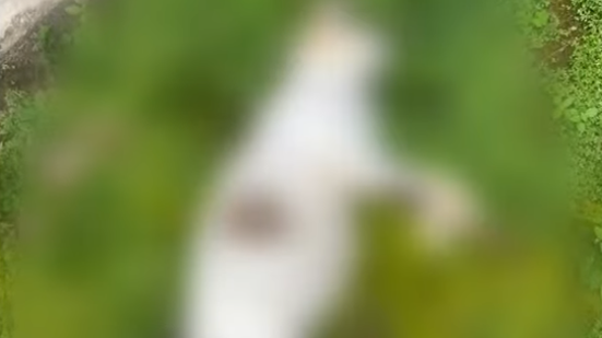 Foto: Reprodução/TV Pajuçara