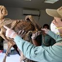 Communications Earth and Environment/Ahamed Boug/Divulgação