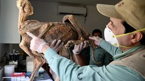 Communications Earth and Environment/Ahamed Boug/Divulgação