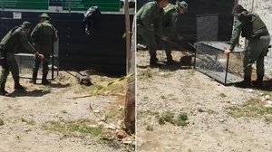 Jacaré é resgatado após ser encontrado em canteiro de obras nos Flexais - Reprodução / Redes sociais