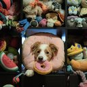 Miso, um border collie que vive no Canadá, sabe o nome de cerca de 200 brinquedos - Divulgação / Veronica Suen