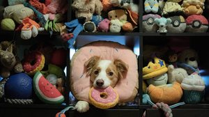 Miso, um border collie que vive no Canadá, sabe o nome de cerca de 200 brinquedos - Divulgação / Veronica Suen