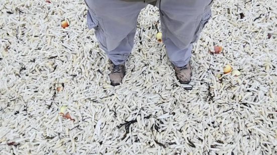 Foto: Reprodução/Redes Sociais