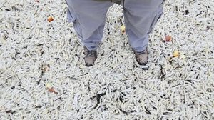 Foto: Reprodução/Redes Sociais