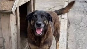 Orelha era um dos cães que se tornaram mascotes da região da Praia Brava, em Florianópolis, e foi morto com crueldade extrema - Reprodução / Redes sociais