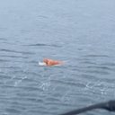 Pescador sobrevive a naufrágio e é resgatado agarrado a porta de geladeira - Reprodução / PMSC