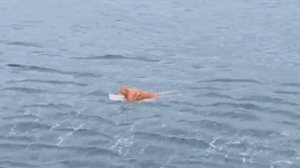 Pescador sobrevive a naufrágio e é resgatado agarrado a porta de geladeira - Reprodução / PMSC