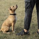 Pitbull segue tutor - freepik