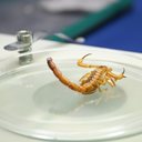 Foto: Carla Cleto / Sesau