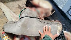 Divulgação / Polícia Civil do Espírito Santo