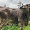 Foto: Reprodução/Antonio J.Osuana Mascaró