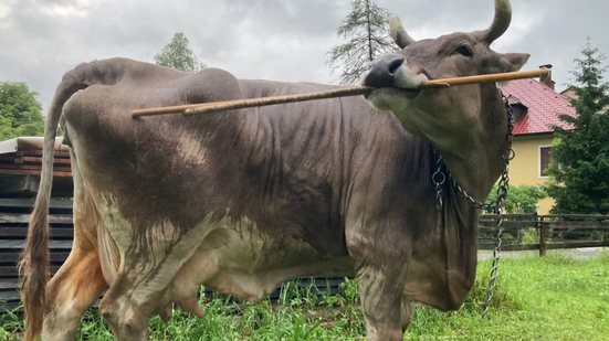 Foto: Reprodução/Antonio J.Osuana Mascaró