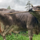 Imagem Vaca inteligente se coça com vassoura e intriga cientistas