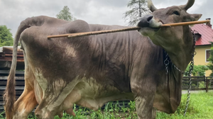Imagem Vaca inteligente se coça com vassoura e intriga cientistas
