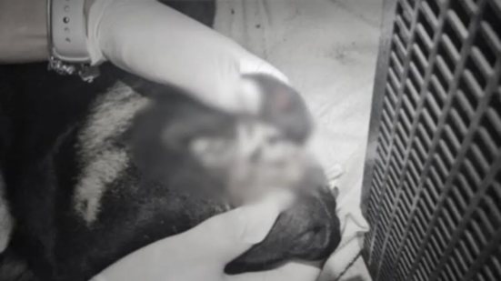 Reprodução/Guarda Municipal Itajaí