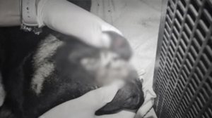 Reprodução/Guarda Municipal Itajaí