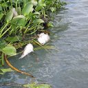 Segundo Ricardo César, a principal suspeita é queda de oxigênio em decorrência das fortes chuvas - Ascom IMA/AL