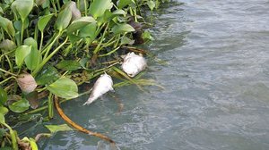 Segundo Ricardo César, a principal suspeita é queda de oxigênio em decorrência das fortes chuvas - Ascom IMA/AL