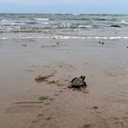 Biota realiza soltura de 142 filhotes de tartaruga em Riacho Doce - Biota