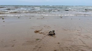 Biota realiza soltura de 142 filhotes de tartaruga em Riacho Doce - Biota