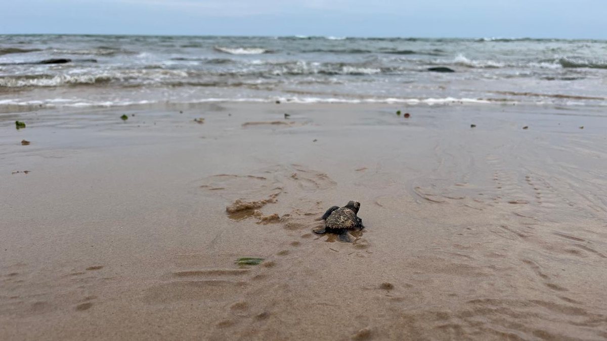 Biota realiza soltura de 142 filhotes de tartaruga em Riacho Doce\u003B assista