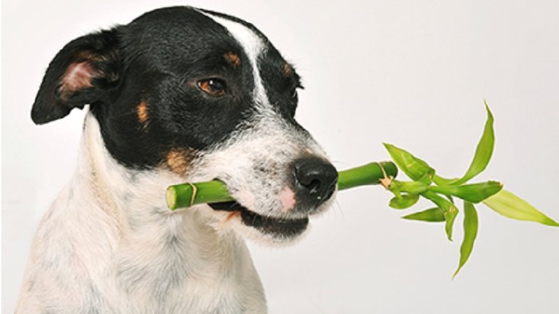 Imagem Plantas tóxicas para cães e gatos: o que fazer em caso de ingestão?