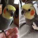 Reprodução/Guinness World Records