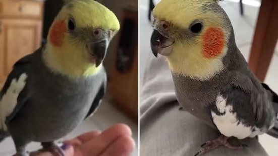 Reprodução/Guinness World Records