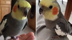 Reprodução/Guinness World Records